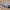 Boxer (armoured fighting vehicle)