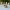 Pekingeese