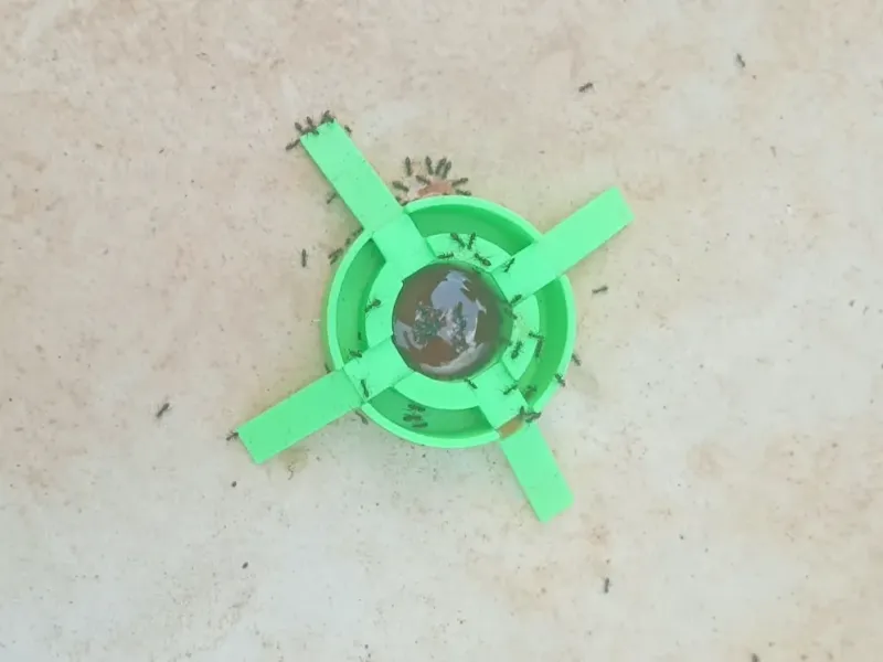 The Ant-Maze Trapper: Mechanical Trap