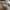 conejo low poly