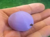 Plumfruit-0