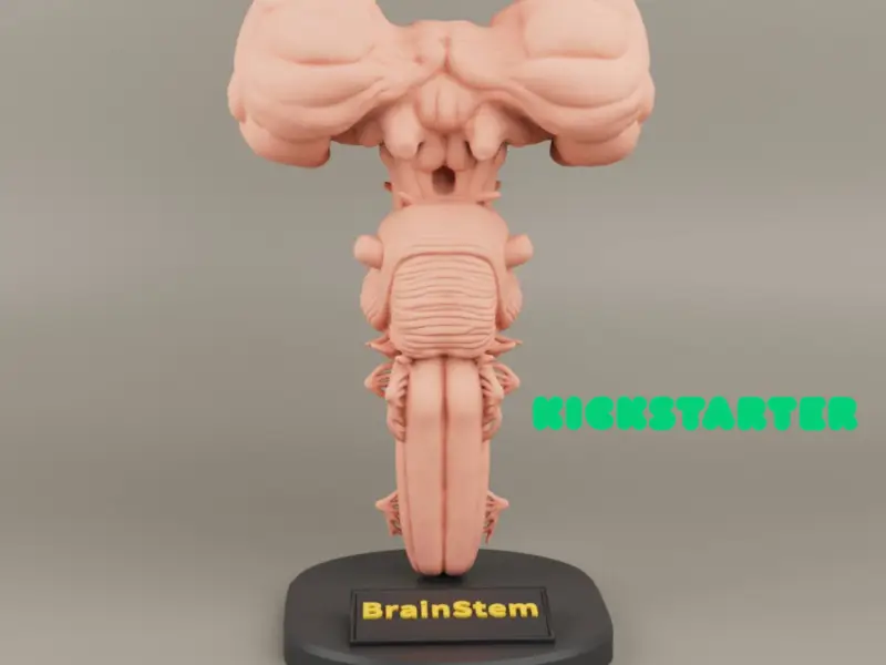 Brain Stem anatomy For 3D printing