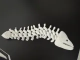 Moray Eel Skeleton-0