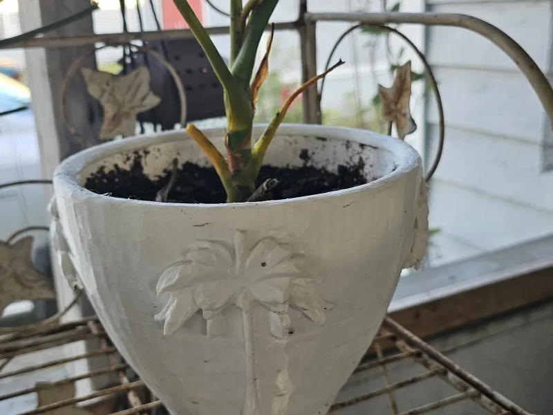Vaso de Plantas com Palmeiras v. 3