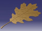 Oak leaf-2