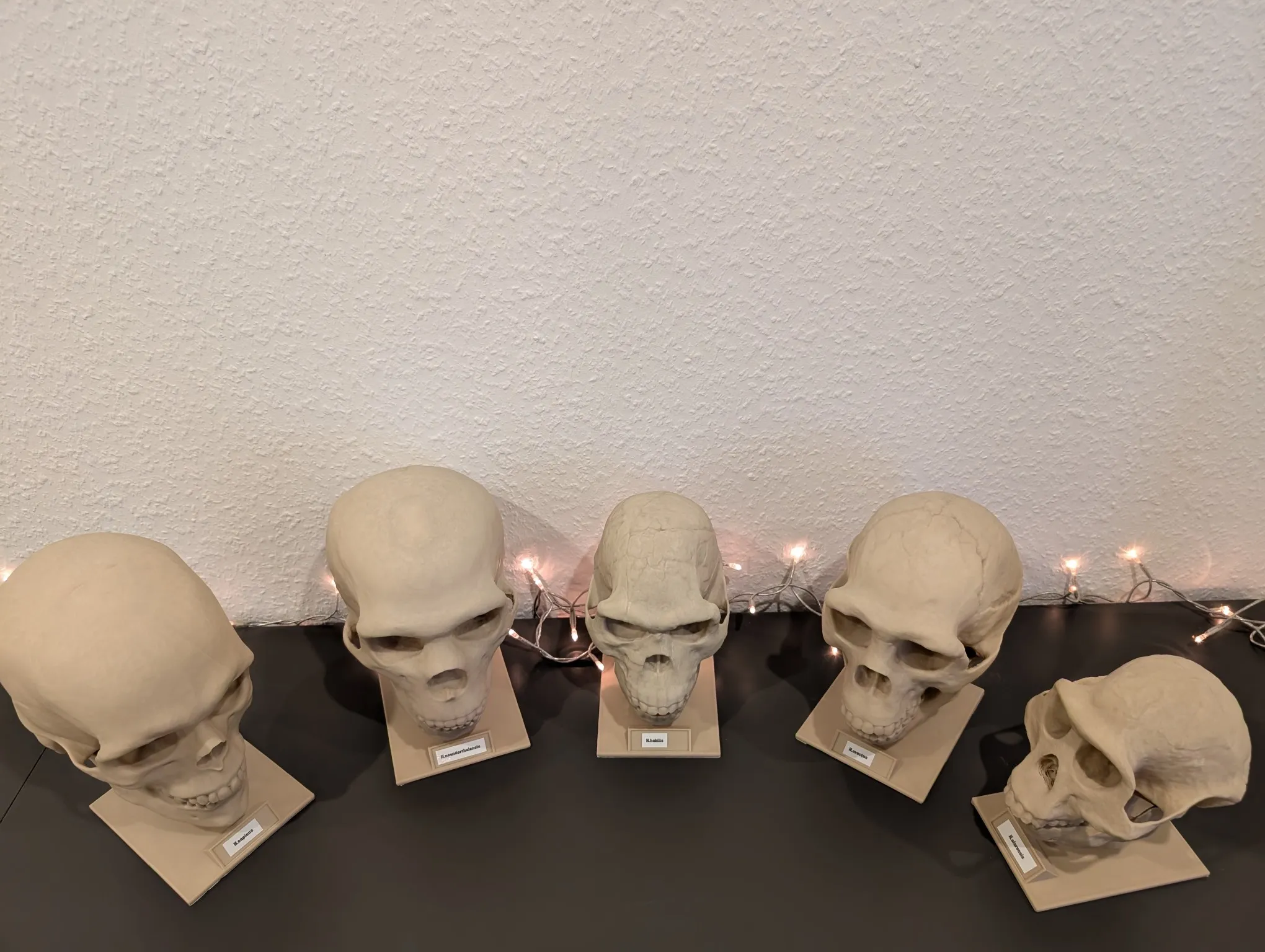 Homo neanderthalensis Skull - Educational Model & Stand 🦴💀-2
