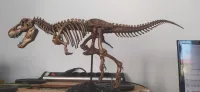 Tyrannosaurus skeleton-1