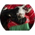 avatar of IzzysMom79