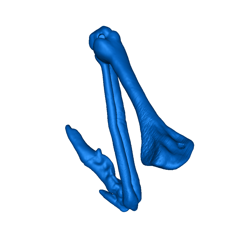🦤 dodo bird skeleton 