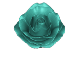 rose-0