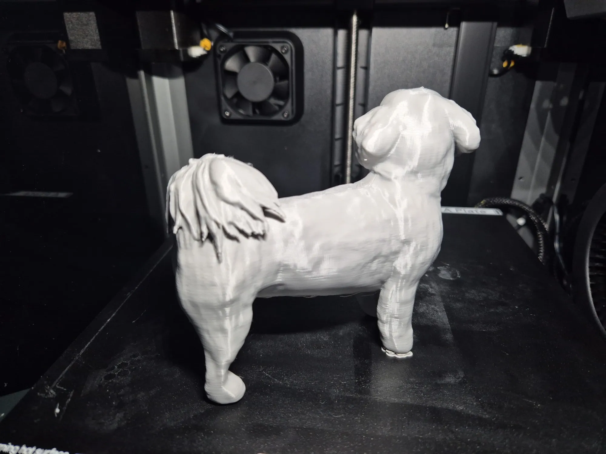 Lhasa Apso-0