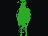 Australian Magpie-0