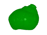 slug with shells-3