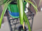 Florida-Blumentopf-6