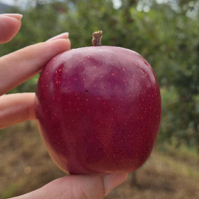 avatar of AppelJ
