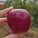 avatar of AppelJ