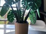 Monstera Coasters-1