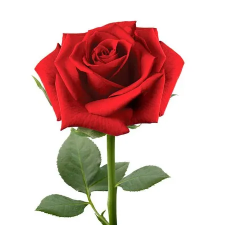 kırmızı gül red rose pulzee