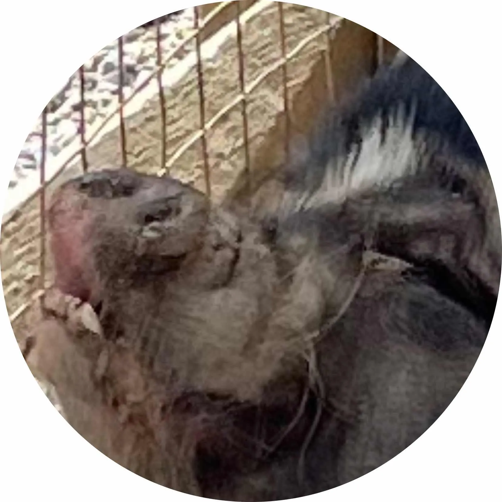 PiggyPiggy