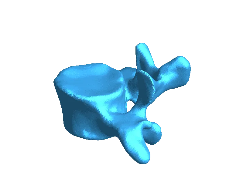 Dorso articolato con base