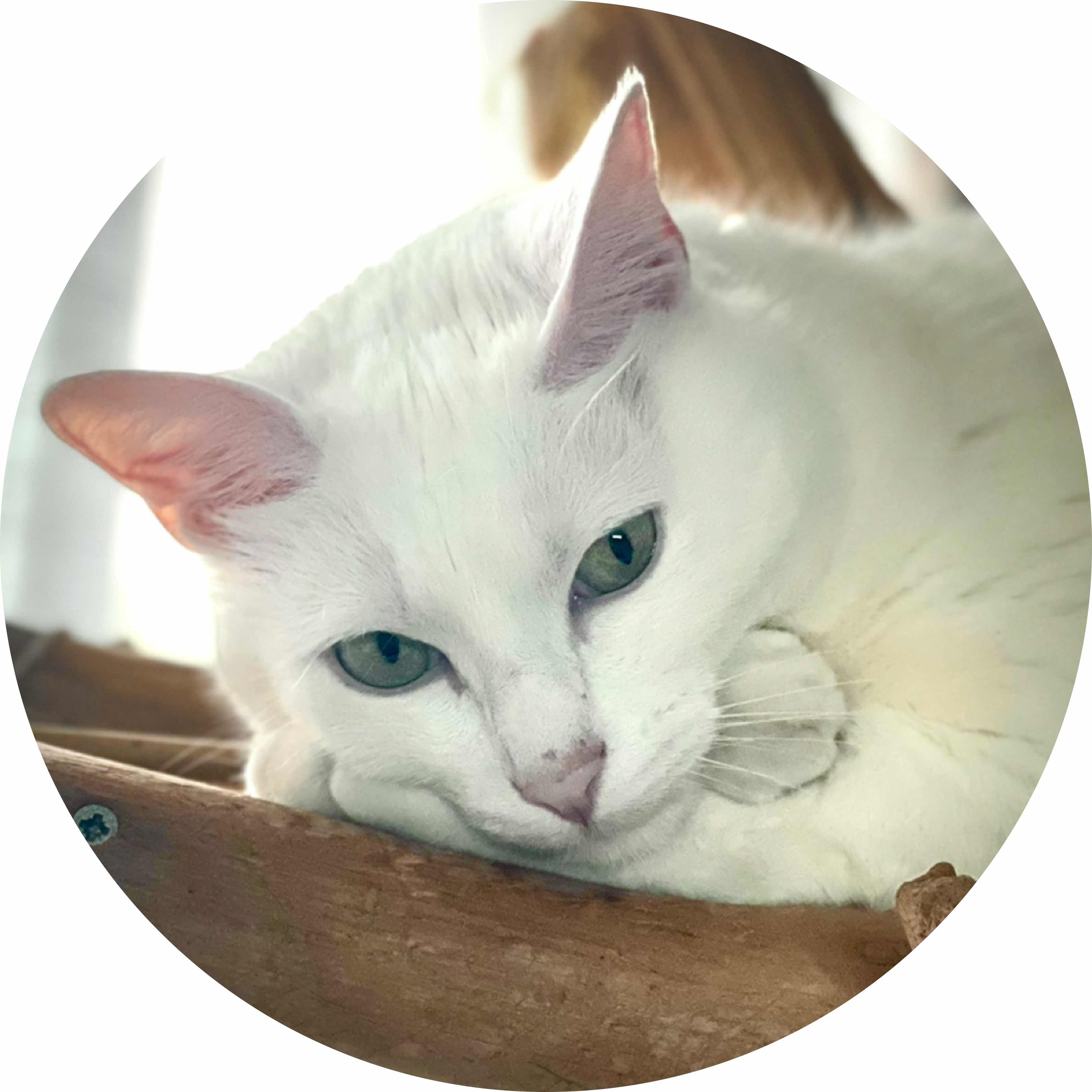 avatar of Rems Ballek