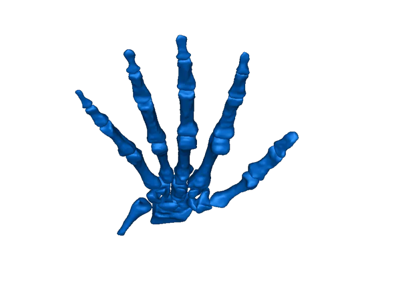 hand bones from NIH