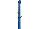 rose-1