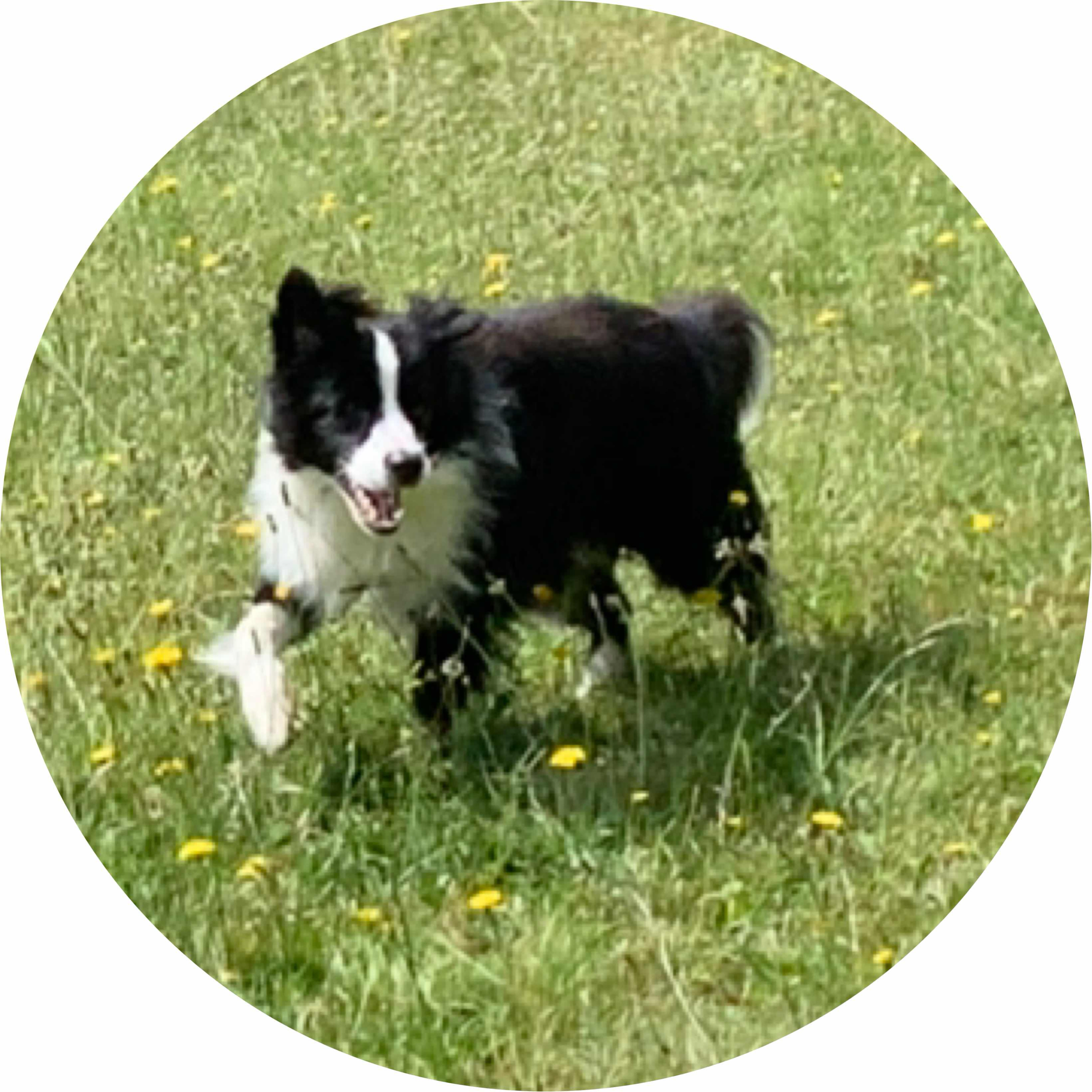 avatar of dudewholovesprinting