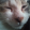 avatar of JJ Broski