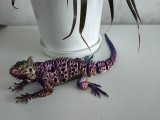 iguana-0