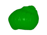 slug with shells-0