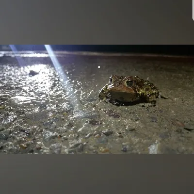 Froggster