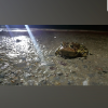 avatar of Froggster