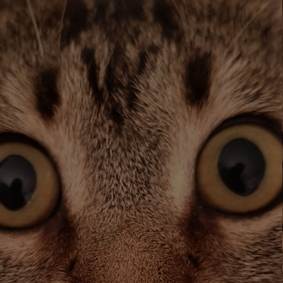 avatar of Sametunal