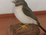 Little sparrow-0