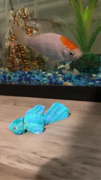 Flexi Betta Fish - Toys - PLA - 3D printed product - фото 16