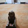 Spinx