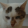 avatar of SkyFoxMC