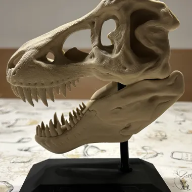 T-Rex Skull-0