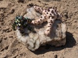 Flexi Starfish - Horned Seastar / Chocolate Chip Seastar-5