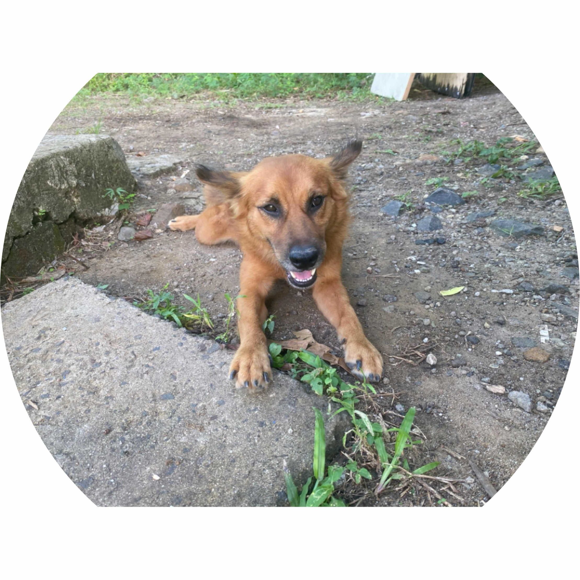 avatar of Super Hero 