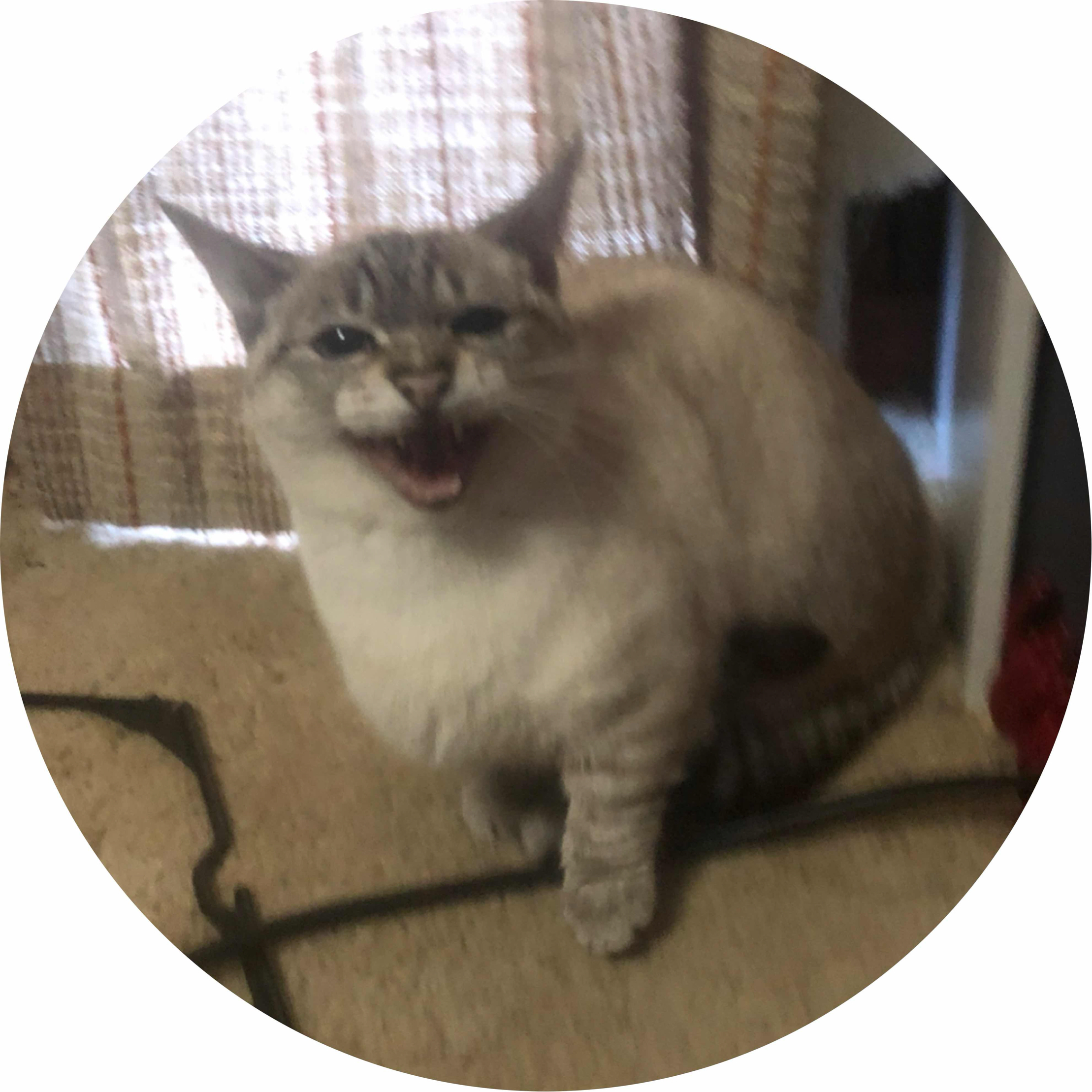 avatar of Bitcoin Stonks