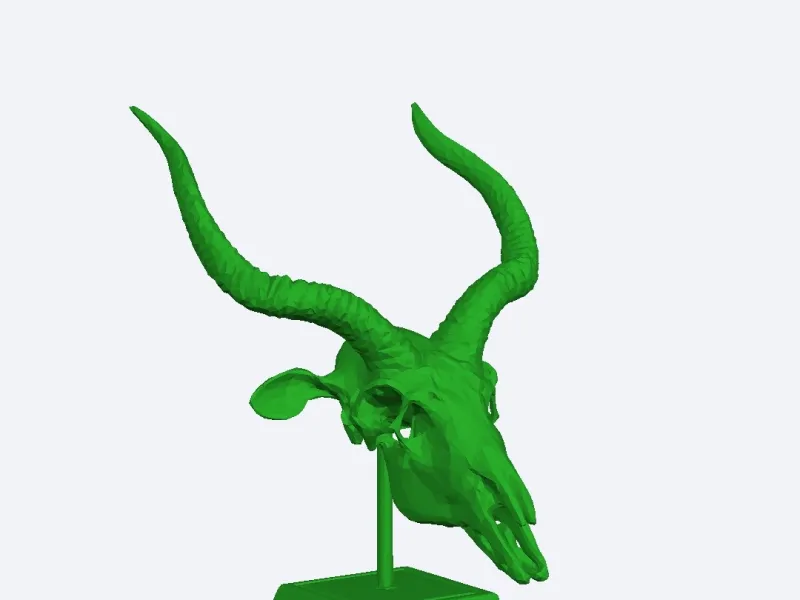 Antelope skull
