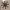 Ninja Shuriken v2