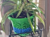 Florida-Blumentopf-0