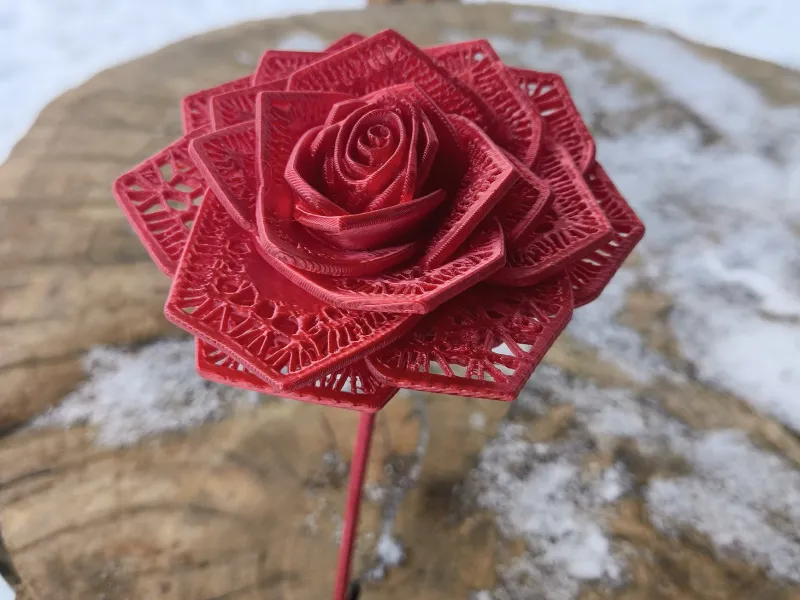rose v1