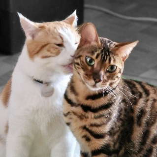 avatar of Sylvie et Steph