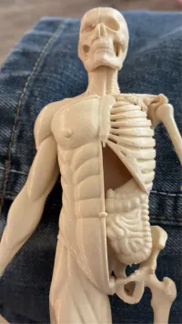 Human Body Educational Model - Education - PLA - 3D printed product - фото 7