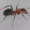 avatar of Messer Barbarus