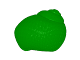 slug with shells-1